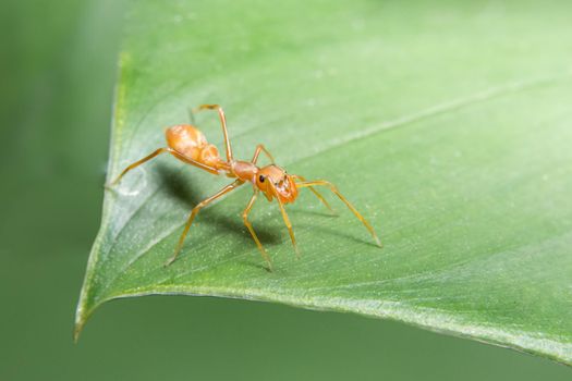 Macro Spider on Leaf