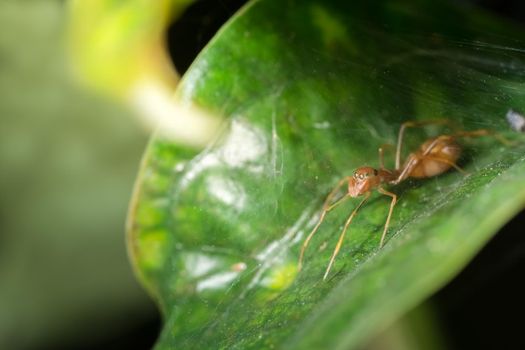 Macro Spider on Leaf