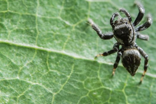 Macro Spider on Leaf