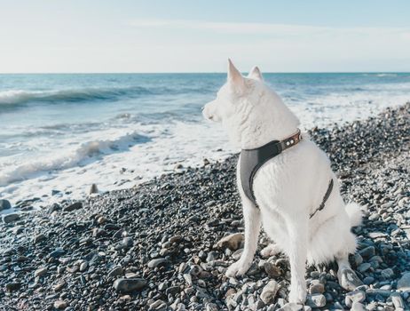 Husky dog sitting on pebble coast and looking at sea