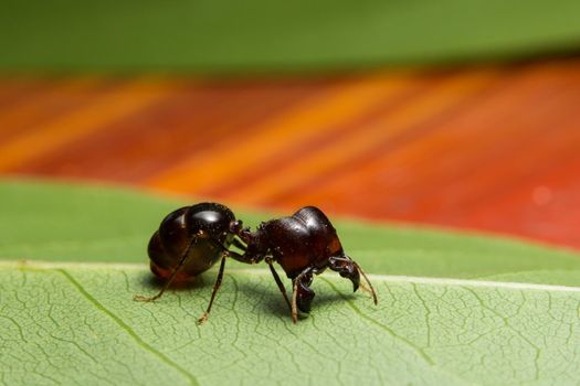 macro red ant