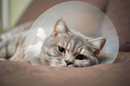 Domestic gray British Shorthair cat with orange eyes in a protective collar at home on the couch after surgery. The topic is medicine and the protection of pets. The cat is resting after castration.