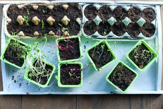 young spring plants - potted seedlings growing in biodegradable peat moss pots on wooden background - zero waste concept