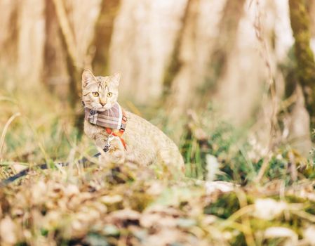 Domestic cute cat of ginger color on a leash walking in autumn forest outdoor.