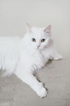 Fluffy white turkish van cat lying on sofa, looking at camera.