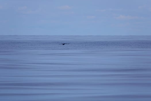 Birds on a foggy and grey scandinavian sea. Blackbird flying on the sea. Calm blue water.