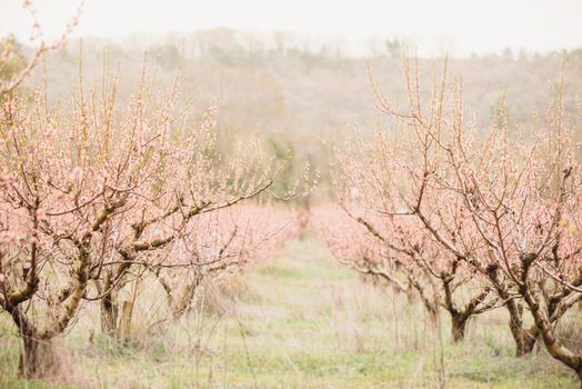 Footpath among pink flowering peach trees garden in spring.