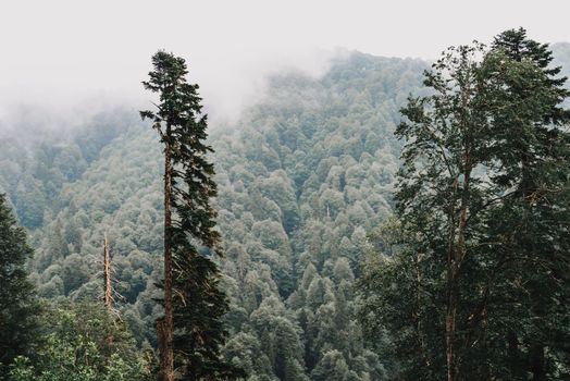 Coniferous tree forest in cloudy weather, nature background.