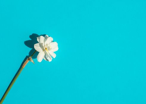 Delicate white daffodil isolated on a bright blue background. Flat lay in Minimal style. Top view, copy space. White daffodil, narcissus or jonquil - spring flower concept