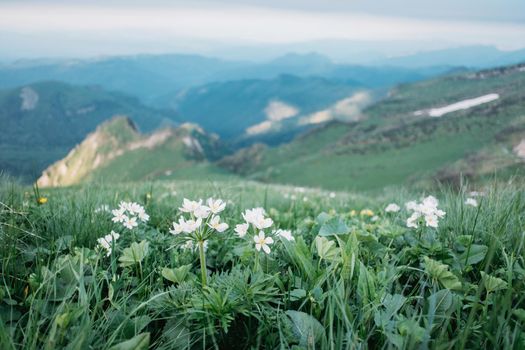 White flower meadow in summer mountains, landscape.