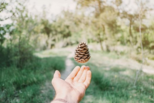 Pine cone over male hand in summer forest.