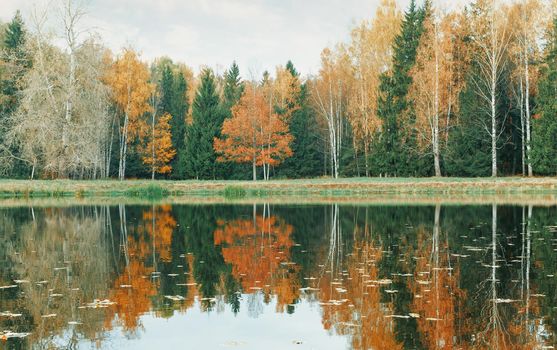 Autumn colorful forest and lake with reflection of trees.