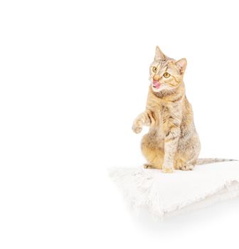 Cute cat of ginger color sitting on white background and licking. Copy-space in left part of image.