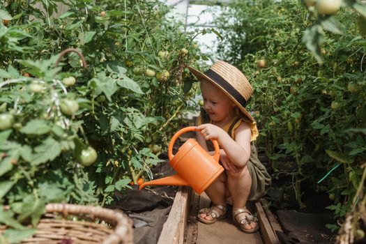 A little girl in a straw hat is picking tomatoes in a greenhouse. Harvest concept. Watering plants with water, caring for tomatoes.