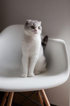 Scottish fold white cat sitting on a modern plastic chair. Cozy Home interior, cat sitting in an armchair near white wall