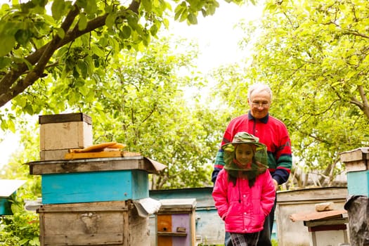 Experienced beekeeper grandfather teaches his granddaughter caring for bees. Apiculture. The concept of transfer of experience