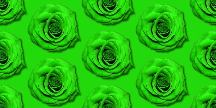 Green Rose flowers pattern top view, flat lay. Floral pattern on bright green background. Roses collage