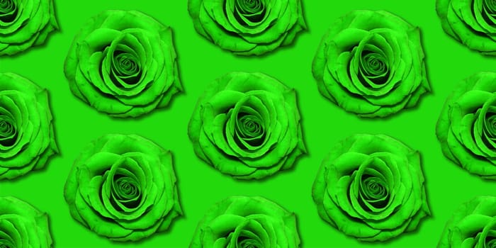 Green Rose flowers pattern top view, flat lay. Floral pattern on bright green background. Roses collage