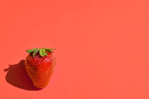 Fresh Strawberry close up. Strawberry isolated on bright pink or coral background. Free space