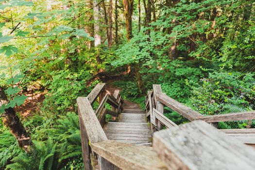 Wooden boardwalk trail through Wildwood Recreation area, Oregon, USA.