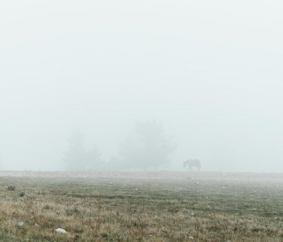 Horse walking on autumn meadow in the fog.