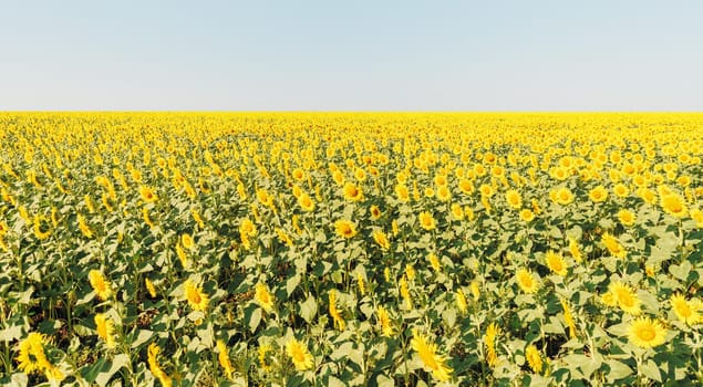 Field of yellow sunflowers and clean blue sky, nature background.