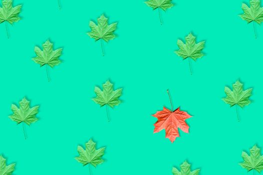 Unique red maple leaf among many green maple leaves pattern isolated on blue or mint background. Pop art design, creative fall concept. Standing out from crowd, individuality and difference concept.