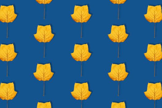 Fall bacground, yellow magnolia leaves pattern on deep blue background. Magnolia leaf isolated. Minimal concept. Top view, flat lay. Trendy banner toned in classic blue - color of the 2020 year.