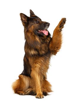 German shepherd dog with its paw up isolated on white background. Close up.