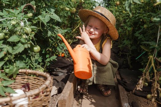 A little girl in a straw hat is picking tomatoes in a greenhouse. Harvest concept. Watering plants with water, caring for tomatoes.