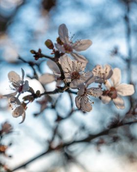 early spring blooming trees in the sunset light. Almond flower close-up. Selective focus