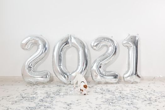 Jack russell terrier dog with balloons in form of numbers 2021. New year celebration. Silver Air Balloons. Holiday party decoration.