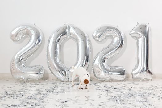 Jack russell terrier dog with balloons in form of numbers 2021. New year celebration. Silver Air Balloons. Holiday party decoration.