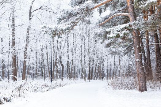 Season and nature concept - Winter park in snow.