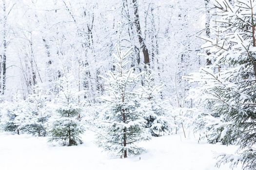 Season and nature concept - Winter park in snow.