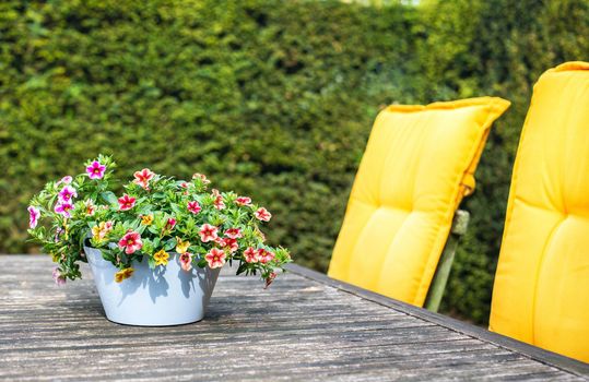 Cozy green garden place with chairs and yellow pillows and flowerpot on table wooden furniture modern style and decoration of lovely home closeup