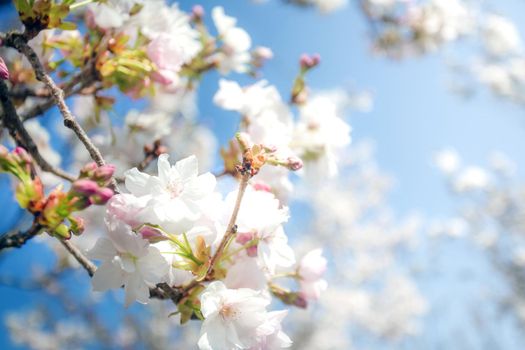Beautiful colorful fresh spring flowers with clear blue sky. Cherry blossom bright pastel white and pink colors, summer and spring background full bloom close up cheerful nature