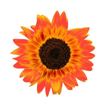 Sunflower isolated on white background. Orange Helianthus or sunflower head close up. Top view