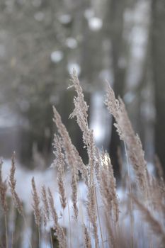 pampas grass back lighted soft natural colors, abstract background, bontanical reed nature concept trendy style beauty