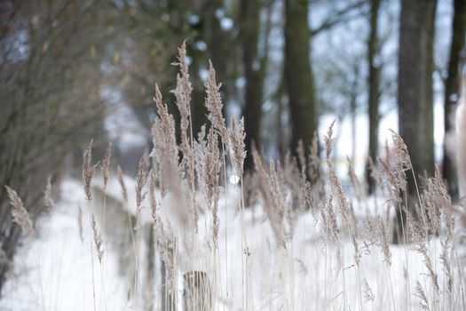 pampas grass back lighted soft natural colors, abstract background, bontanical reed nature concept trendy style beauty