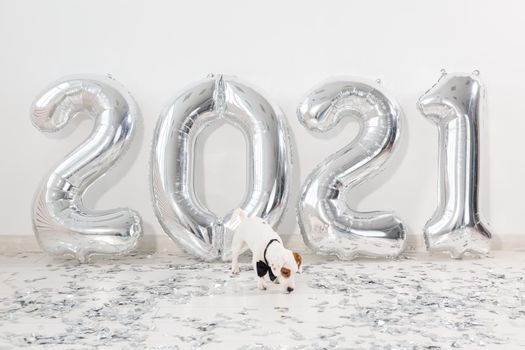 Jack russell terrier dog with balloons in form of numbers 2021. New year celebration. Silver Air Balloons. Holiday party decoration.