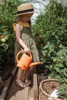 A little girl in a straw hat is picking tomatoes in a greenhouse. Harvest concept. Watering plants with water, caring for tomatoes.