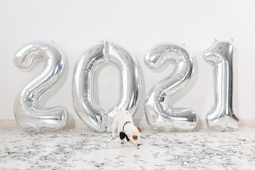 Jack russell terrier dog with balloons in form of numbers 2021. New year celebration. Silver Air Balloons. Holiday party decoration.