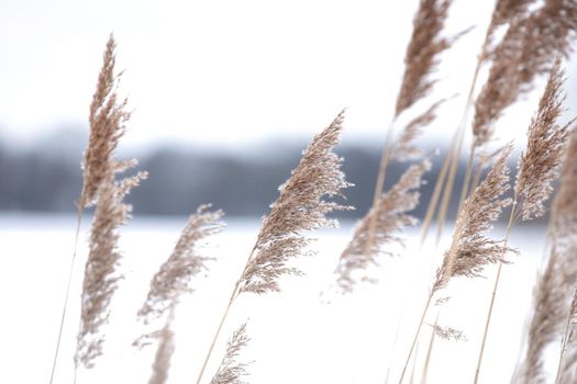 Soft focus abstract natural background of soft plants Cortaderia selloana moving in the wind. Bright and clear scene of plants similar to feather dusters winter landscape background ice white design