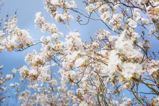 Beautiful colorful fresh spring flowers with clear blue sky. Cherry blossom bright pastel white and pink colors, summer and spring background full bloom close up cheerful nature
