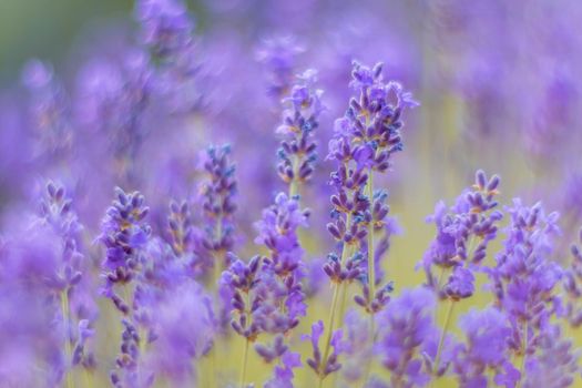 Lavender flower blooming scented fields in endless rows. Selective focus on Bushes of lavender purple aromatic flowers at lavender field. Abstract blur for background.