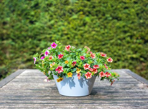 colorful flowers on wooden dining table in cozy green garden, summer and spring closeup modern design