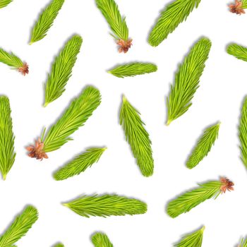 Young spruce branch isolated on white. Fir tree branch seamless pattern on white.