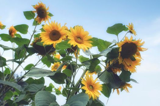 Bright fresh yellow sunflowers in blue sky with copy space, Beautiful nature landscape colorful field in the summer