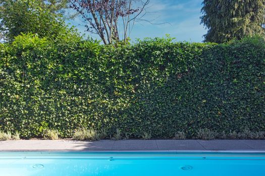 Backyard with outdoor inground residential swimming pool, garden, deck and green hedge sunny day in the summer beauty in nature